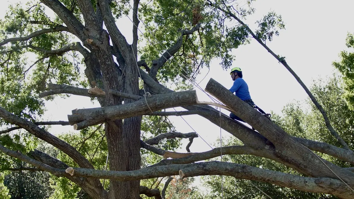 Professional Crown Thinning performed by certified arborists in Silver Star